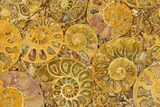 Composite Plate Of Agatized Ammonite Fossils #280987-1